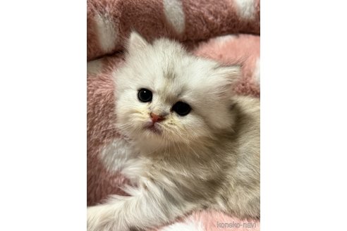 成約済の三重県のサイベリアン-75088の4枚目